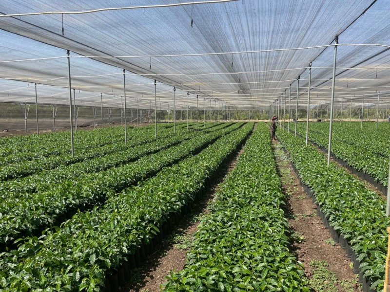 Полностью автоматизированная система орошения голубики