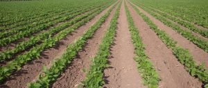 Система подпочвенного капельного орошения для рядовых культур и садов