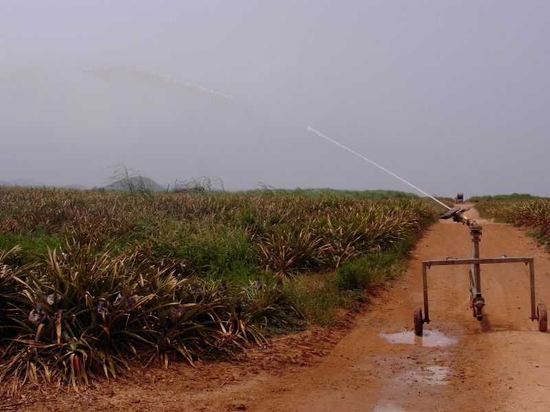Возрождение банановых плантаций с помощью микроспринклеров