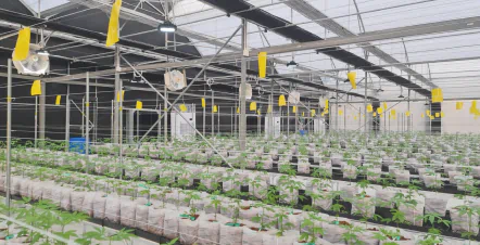 Точное орошение для медицинской конопли