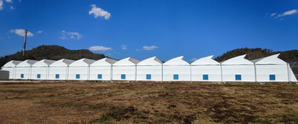 Успешная модернизация: теплицы для черного перца переоборудованы под выращивание каннабиса