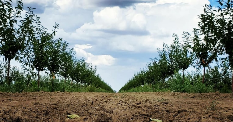 Прецизионное орошение для молодого вишнёвого сада