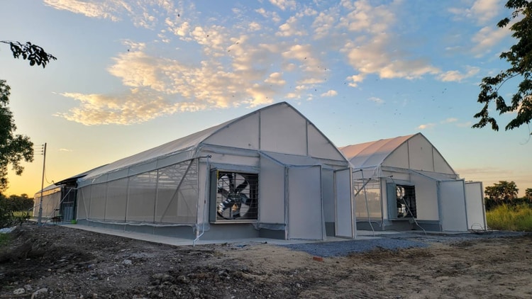 Органическое выращивание цветов в университетской теплице