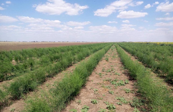 Обеспечение стабильного урожая спаржи